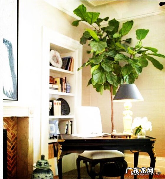 榕树在风水上的说法 榕树在风水上有什么讲究吗