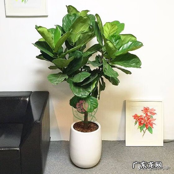 榕树在风水上的说法 榕树在风水上有什么讲究吗