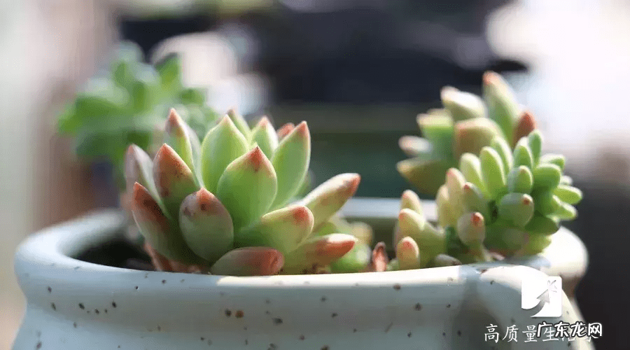 客厅花瓶插假花的风水 花瓶里的水加盐吗
