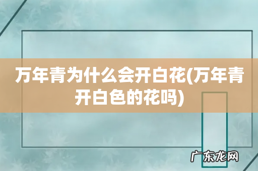 万年青开白色的花吗 万年青为什么会开白花