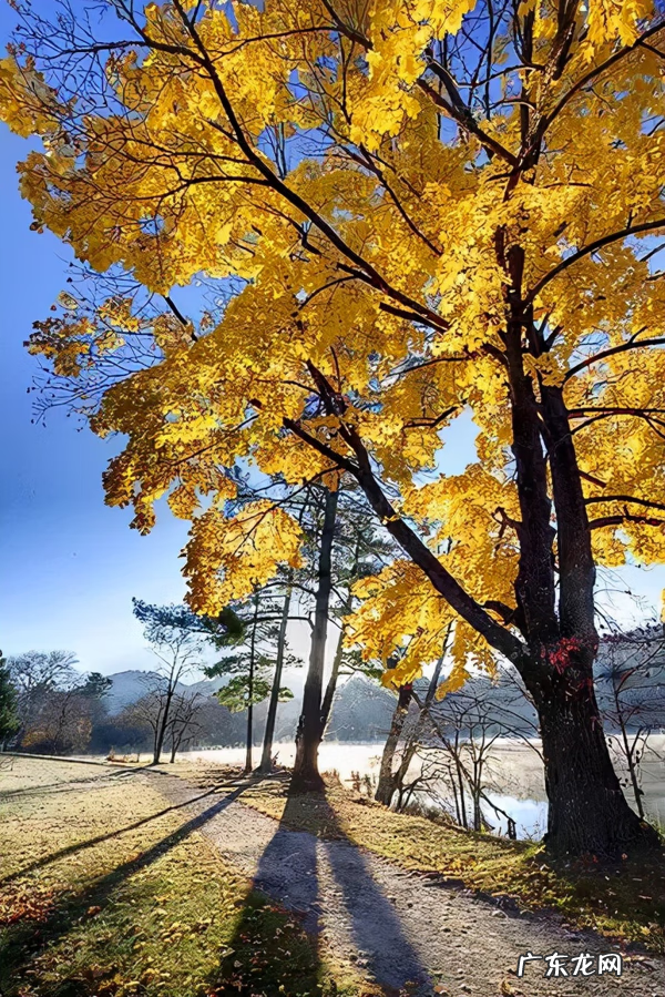 古诗秋天的诗句有哪些 关于秋天的诗句古诗名句