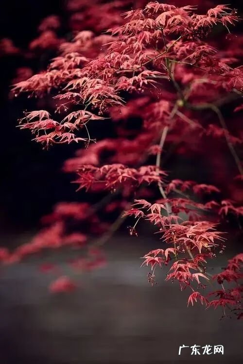 古诗秋天的诗句有哪些 关于秋天的诗句古诗名句