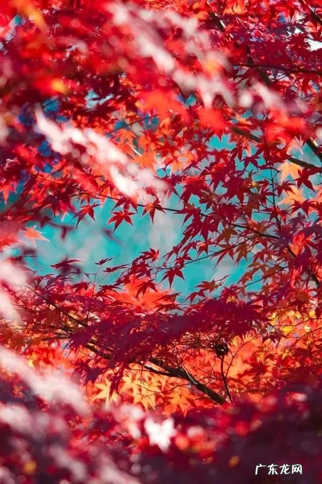 古诗秋天的诗句有哪些 关于秋天的诗句古诗名句