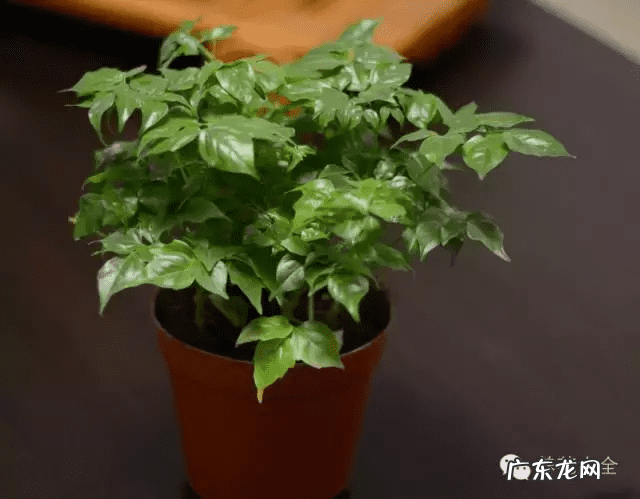 椰子树的风水作用 风水学中椰树藏什么