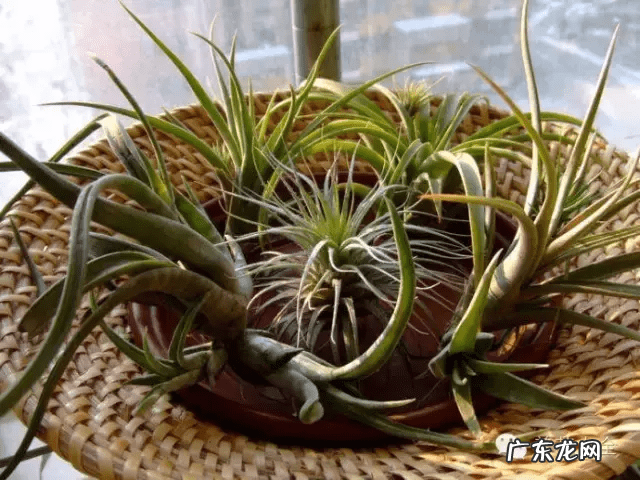 椰子树的风水作用 风水学中椰树藏什么