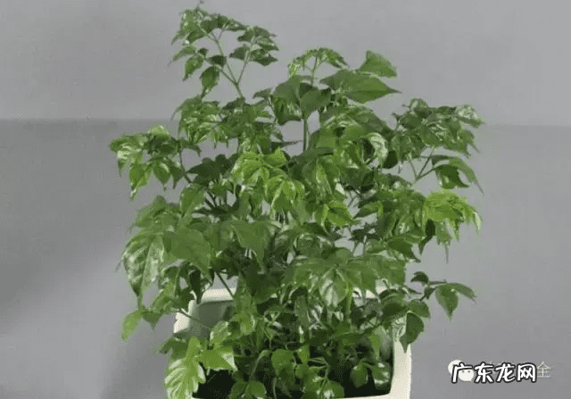 椰子树的风水作用 风水学中椰树藏什么