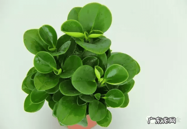 椰子树的风水作用 风水学中椰树藏什么