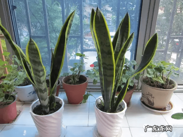 椰子树的风水作用 风水学中椰树藏什么