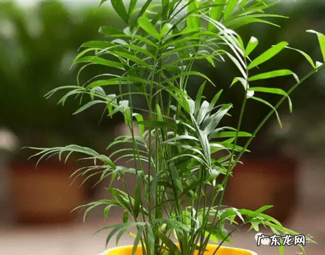 椰子树的风水作用 风水学中椰树藏什么