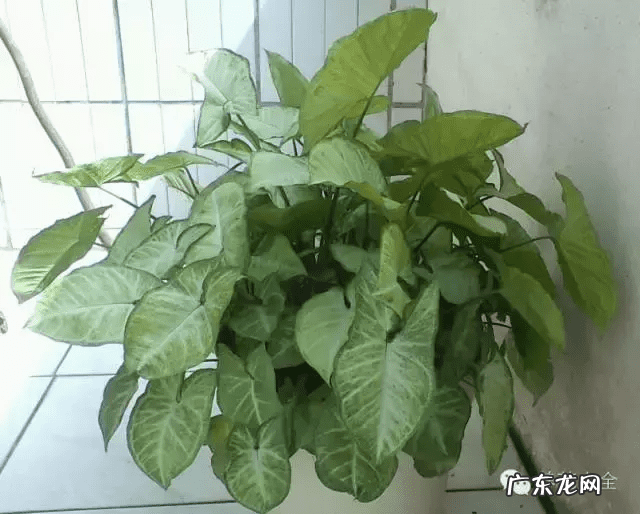 椰子树的风水作用 风水学中椰树藏什么