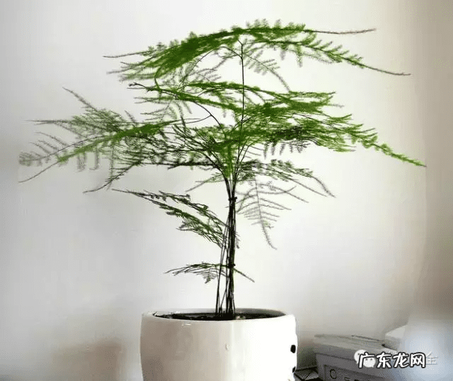 椰子树的风水作用 风水学中椰树藏什么