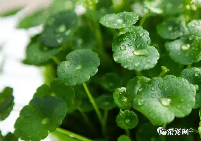 椰子树的风水作用 风水学中椰树藏什么