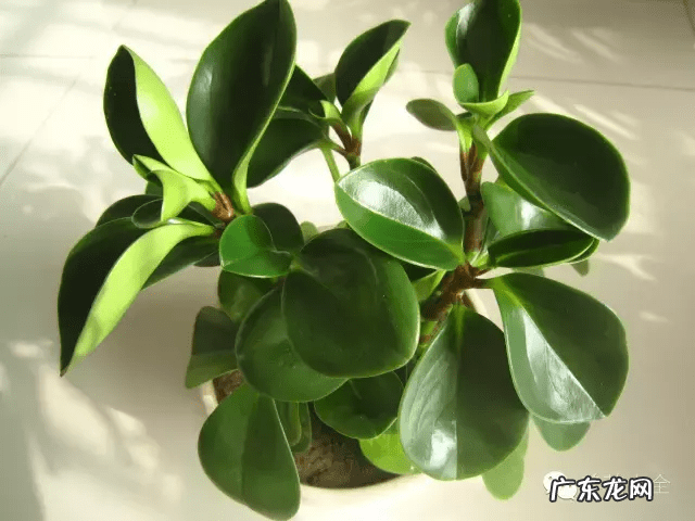 椰子树的风水作用 风水学中椰树藏什么