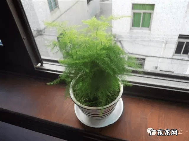 椰子树的风水作用 风水学中椰树藏什么