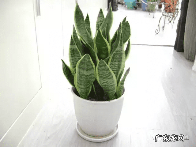 椰子树的风水作用 风水学中椰树藏什么