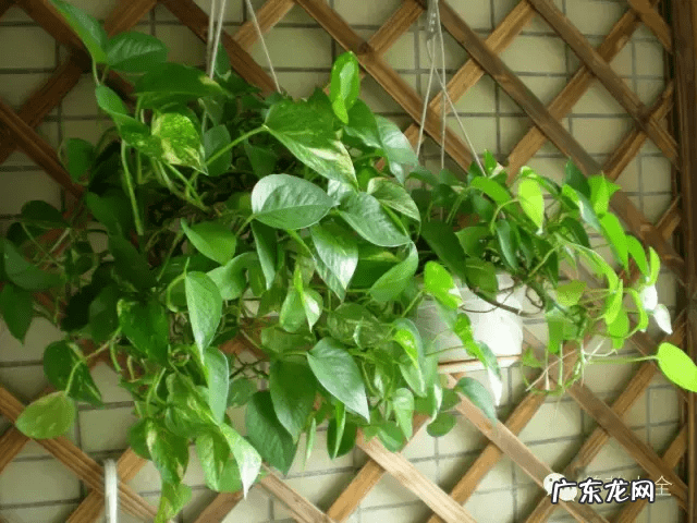 椰子树的风水作用 风水学中椰树藏什么