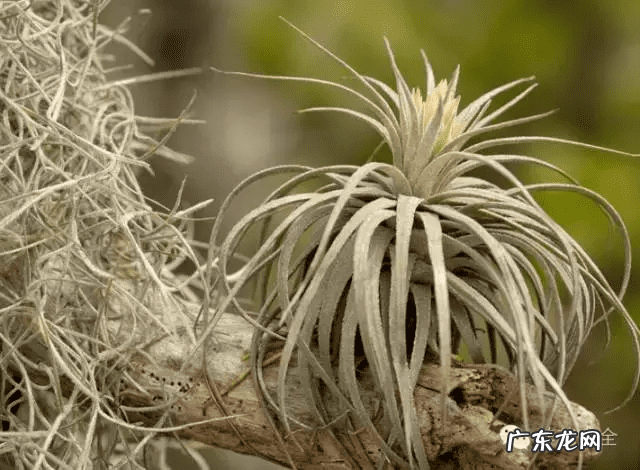 椰子树的风水作用 风水学中椰树藏什么