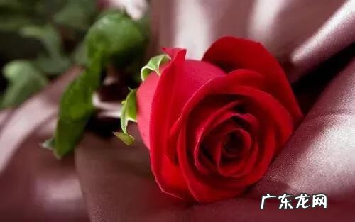 情人节短信祝福语大全 情人节快乐短信祝福语