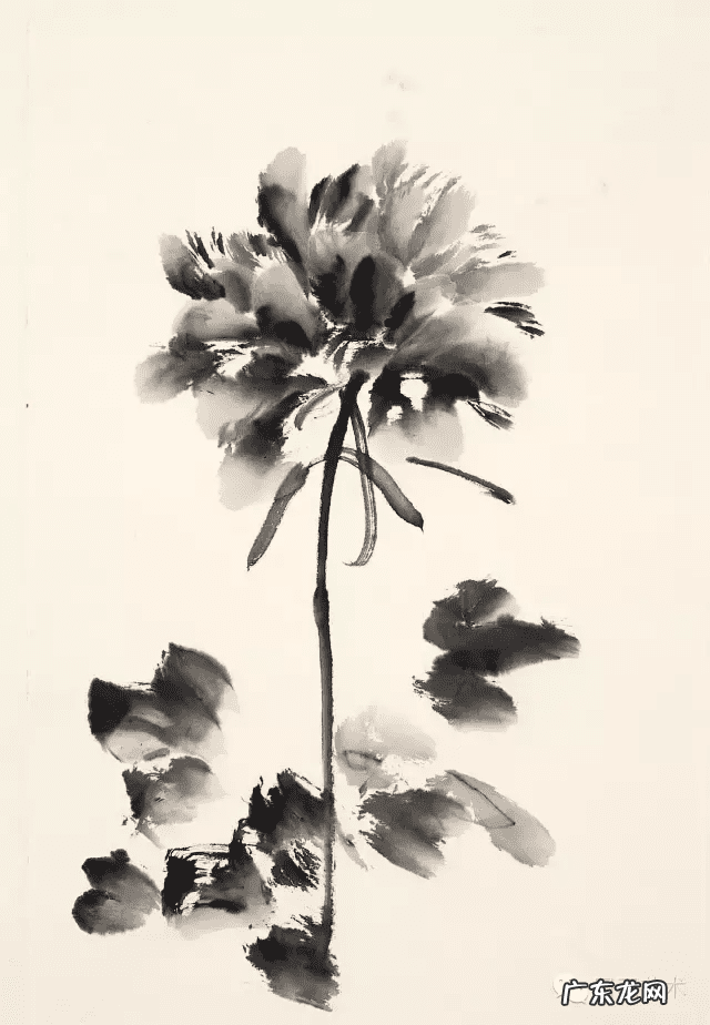 牡丹花寓意和象征风水 风水五色牡丹图