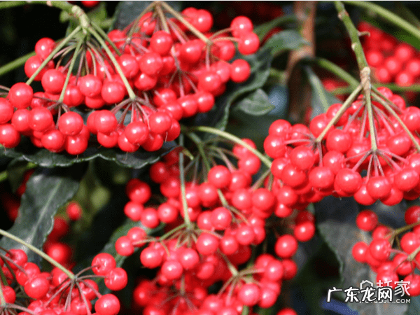 朱砂在风水上怎么使用 朱砂在风水