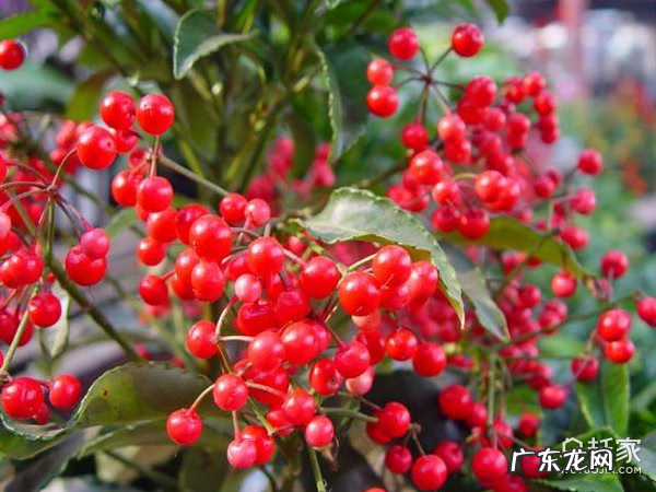 朱砂在风水上怎么使用 朱砂在风水