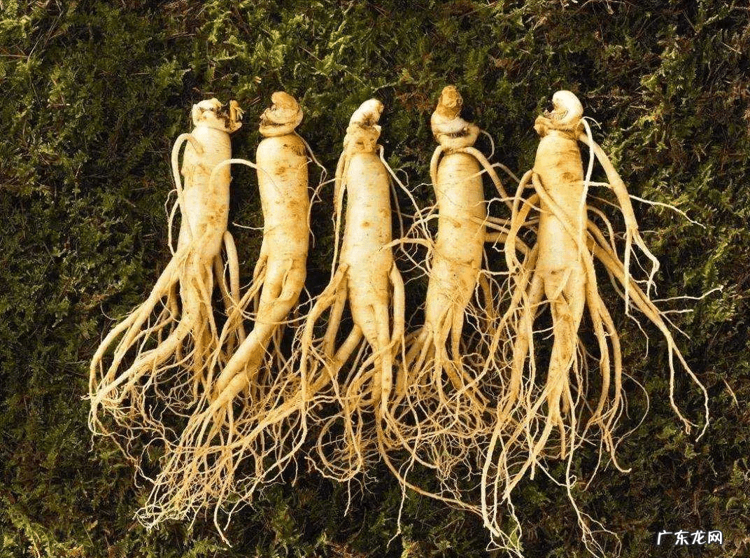 九龙吸水风水寓意 五龙抢宝风水