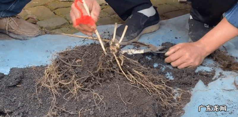 九龙吸水风水寓意 五龙抢宝风水