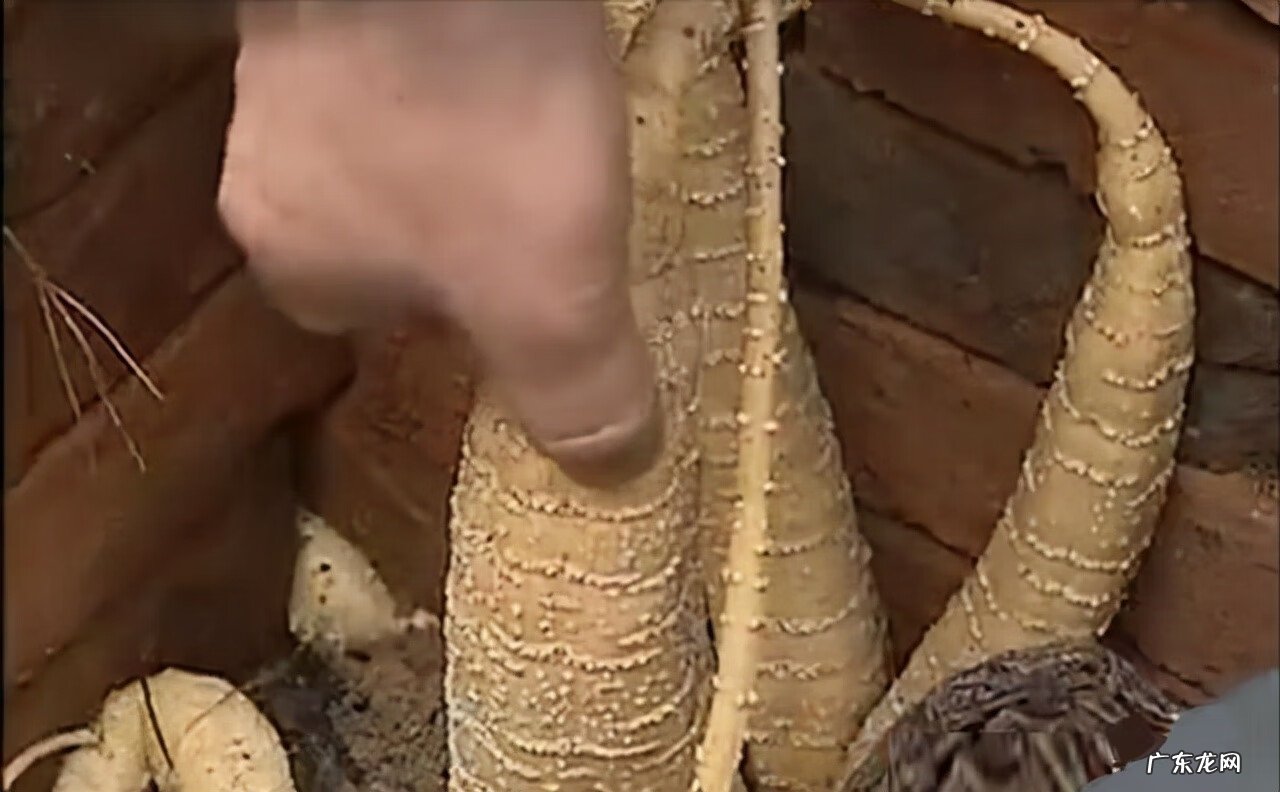 九龙吸水风水寓意 五龙抢宝风水