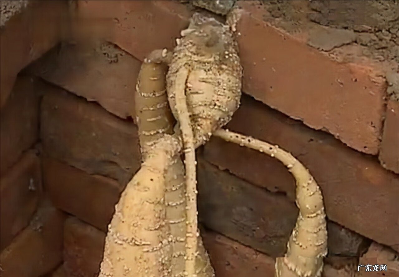 九龙吸水风水寓意 五龙抢宝风水