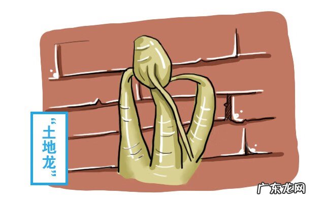 九龙吸水风水寓意 五龙抢宝风水