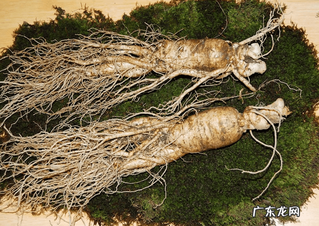 九龙吸水风水寓意 五龙抢宝风水