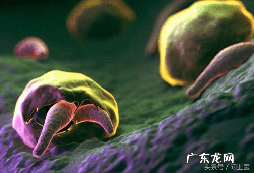 十大寄生虫病 寄生虫病症状