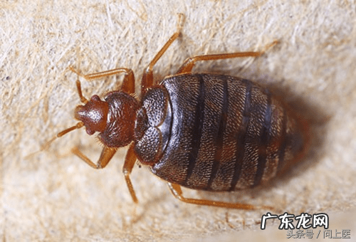 十大寄生虫病 寄生虫病症状