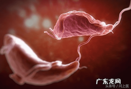 十大寄生虫病 寄生虫病症状