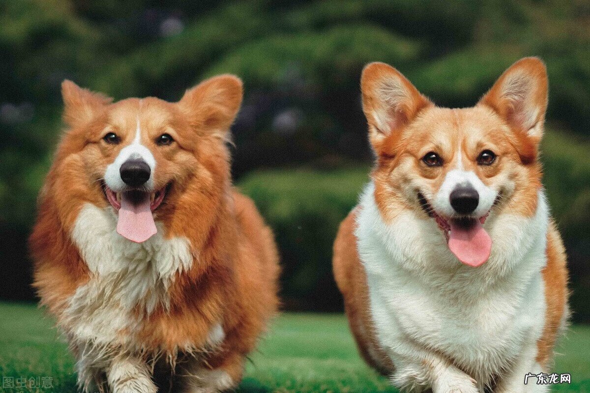 养小狗的好处有哪些 家里养狗的好处风水