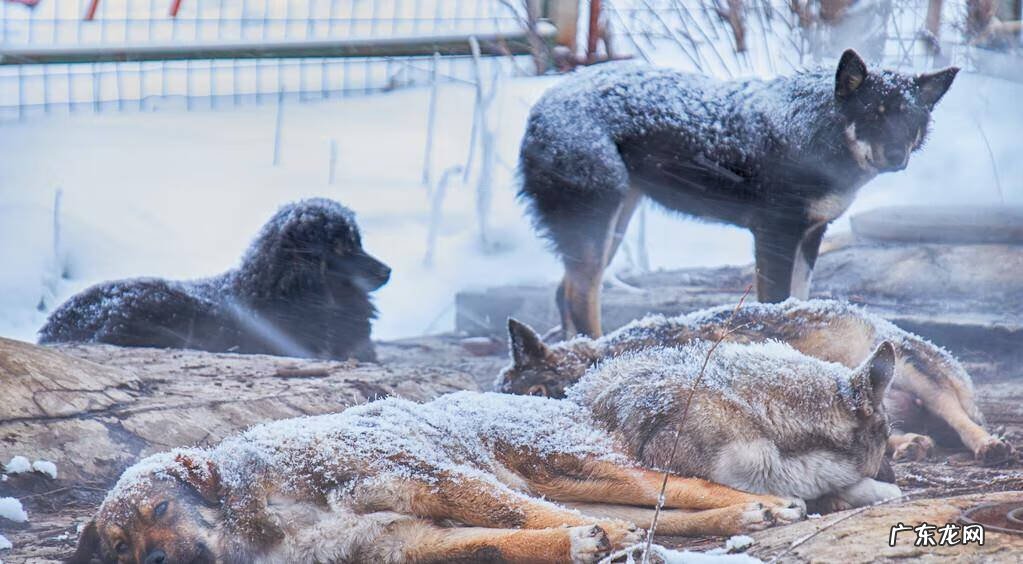 养小狗的好处有哪些 家里养狗的好处风水