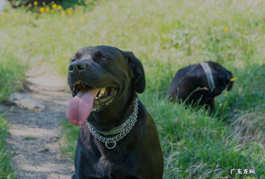 养小狗的好处有哪些 家里养狗的好处风水