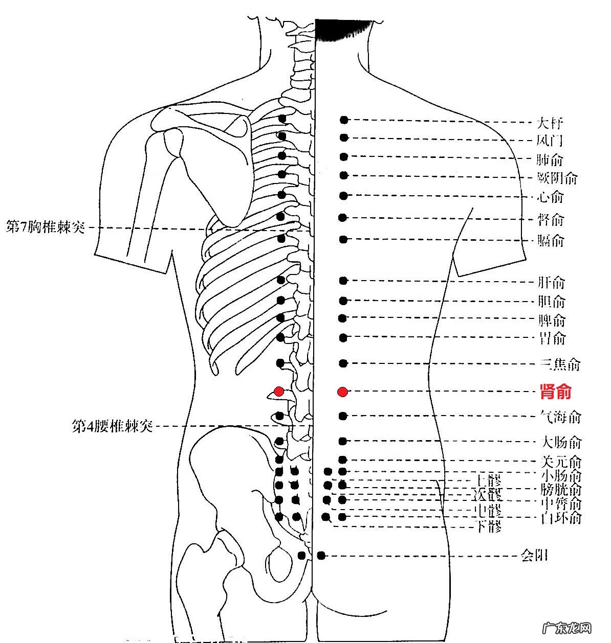 按摩肾俞的作用 肾俞穴位