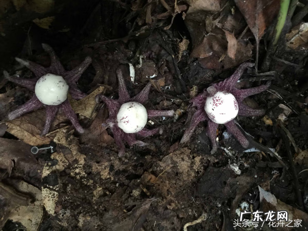 蜘蛛抱蛋根部图片 蜘蛛抱蛋图片开花吗