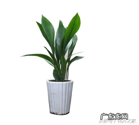 蜘蛛抱蛋根部图片 蜘蛛抱蛋图片开花吗