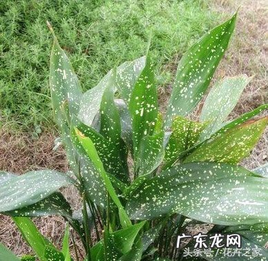 蜘蛛抱蛋根部图片 蜘蛛抱蛋图片开花吗