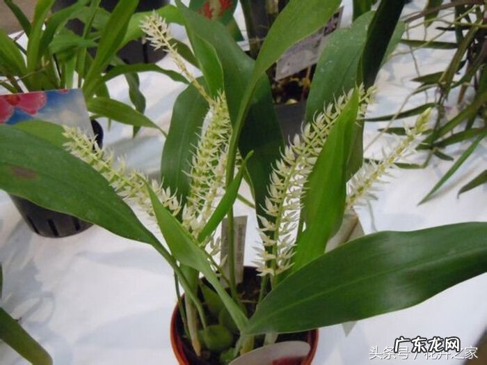 蜘蛛抱蛋根部图片 蜘蛛抱蛋图片开花吗