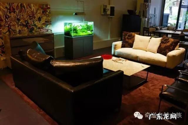 陶瓷大缸摆放风水位置 小鱼缸风水