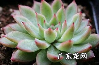 女雏多肉开花 多肉女雏长什么样