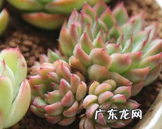 女雏多肉开花 多肉女雏长什么样