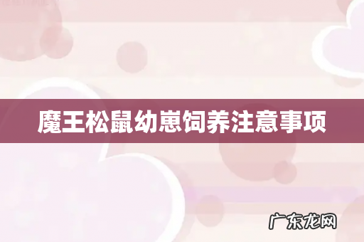 魔王松鼠幼崽饲养注意事项