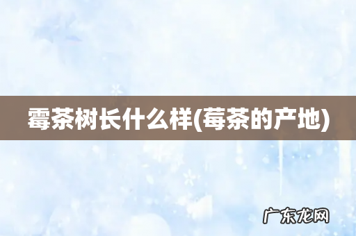 莓茶的产地 霉茶树长什么样