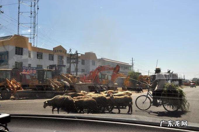 红花籽油的十大功效 红花籽油的功效与作用