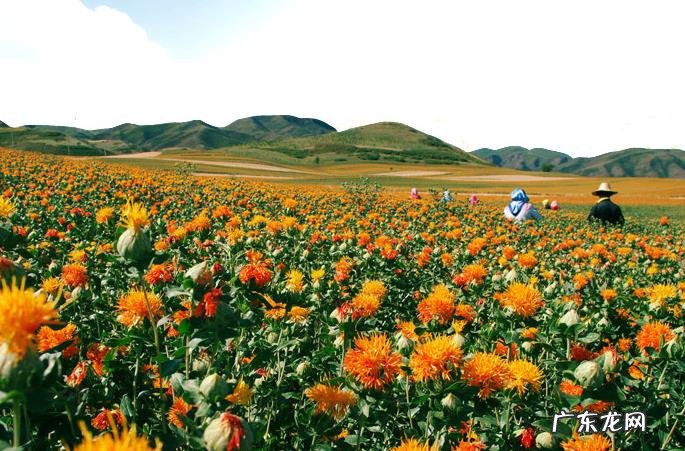 红花籽油的十大功效 红花籽油的功效与作用