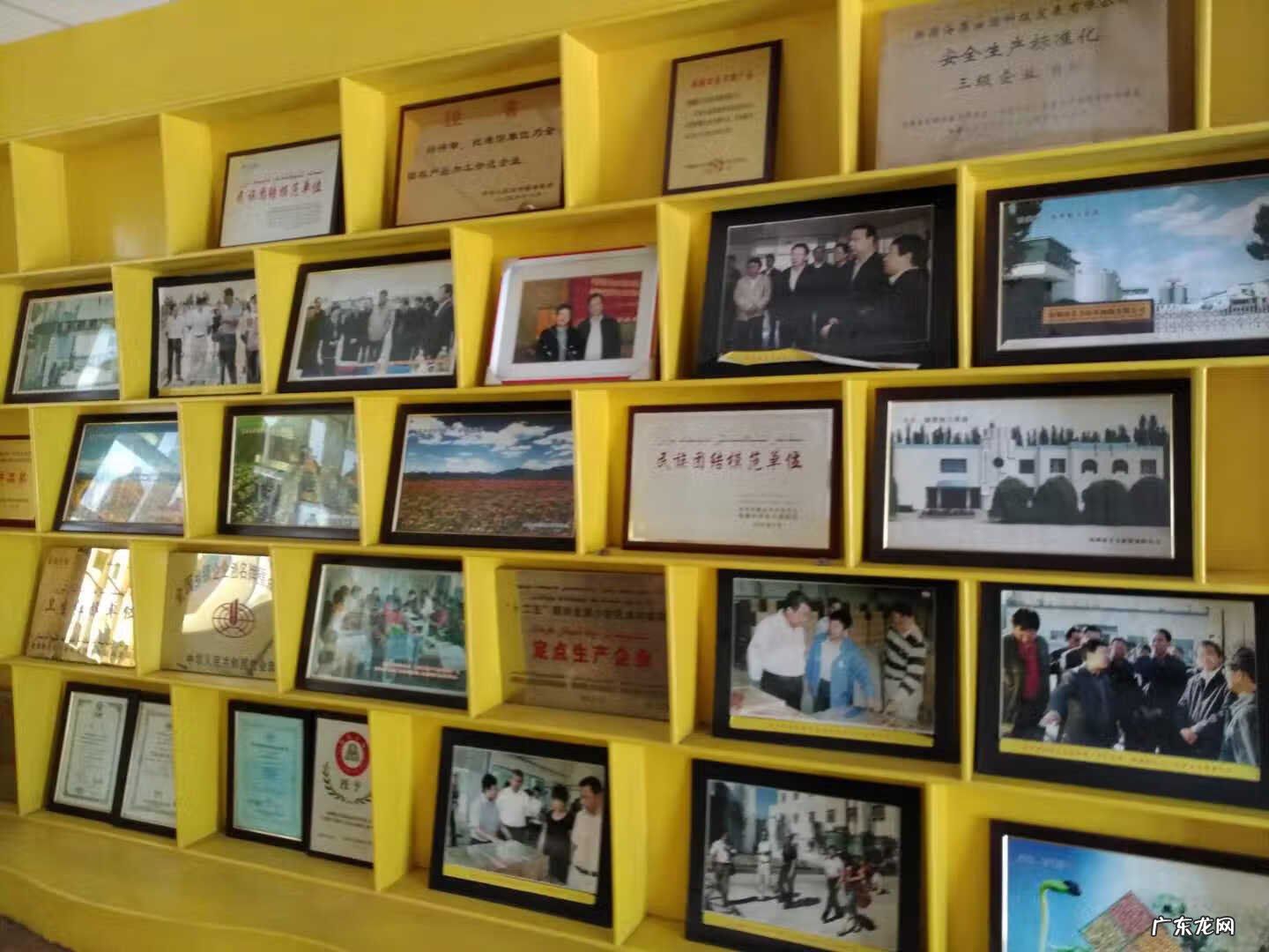 红花籽油的十大功效 红花籽油的功效与作用